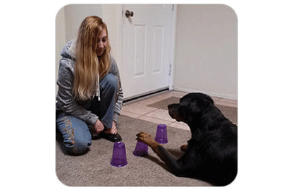 Module 4 College dog patience training