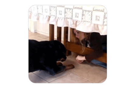 Module 5 University advanced dog intelligence training